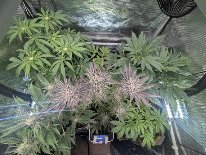 Zhampagne - Compound Genetics. Week 4