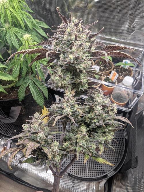 Strawberry Gorilla Auto - FastBuds. Week 10
