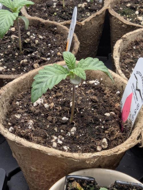 Potion - Wizard Trees. Week 1