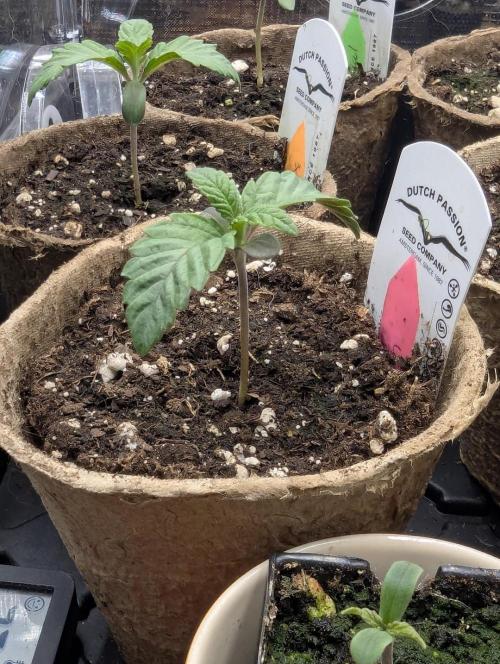 Potion - Wizard Trees. Week 1