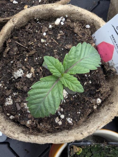 Potion - Wizard Trees. Week 1