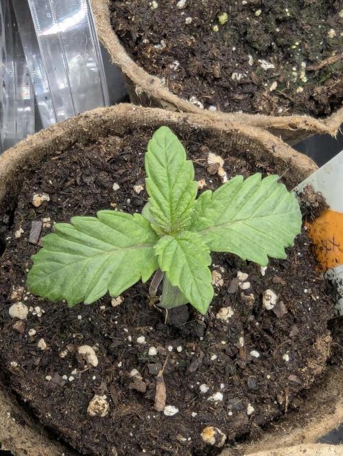 Grand Prixx - Wizard Trees. Week 1