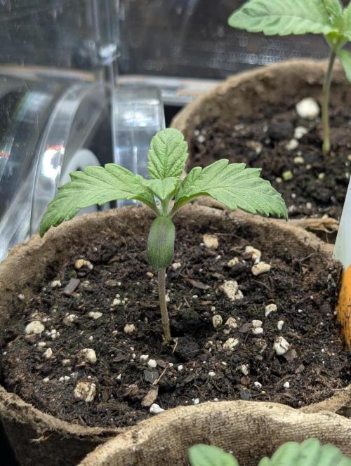 Grand Prixx - Wizard Trees. Week 1