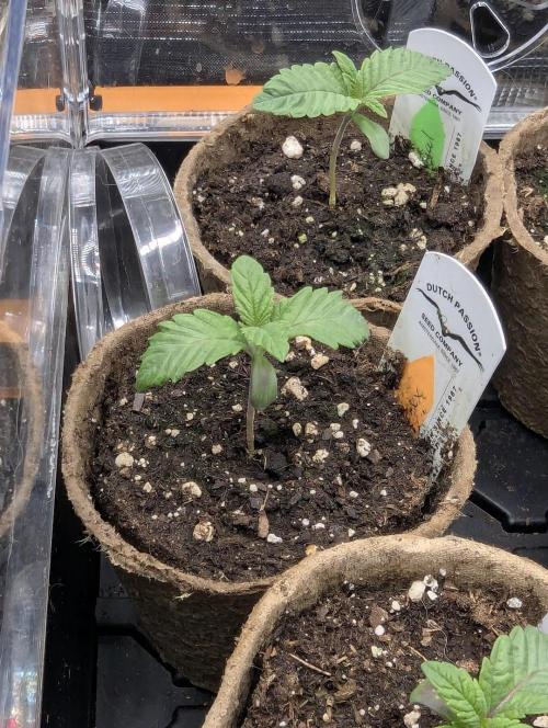 Grand Prixx - Wizard Trees. Week 1