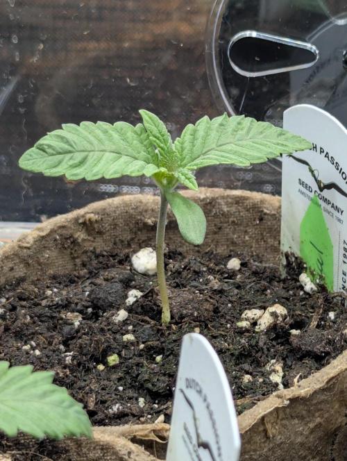 Night Ritual - Wizard Trees. Week 1