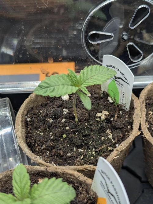 Night Ritual - Wizard Trees. Week 1