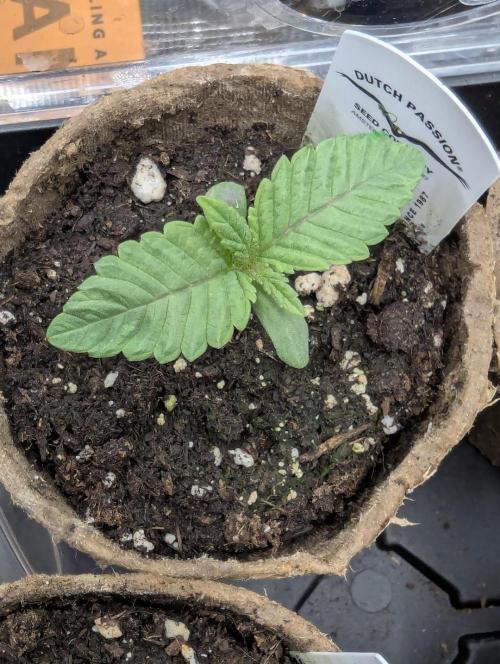Night Ritual - Wizard Trees. Week 1