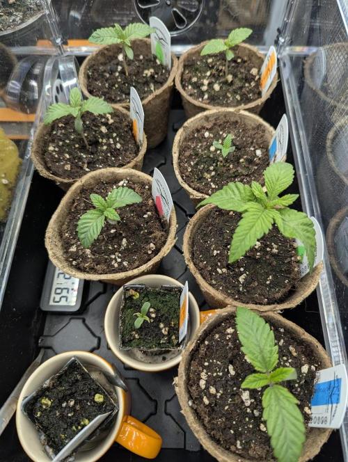 Night Ritual - Wizard Trees. Week 1