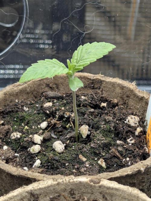 Gary Patron - Nine Weeks Harvest. Week 1