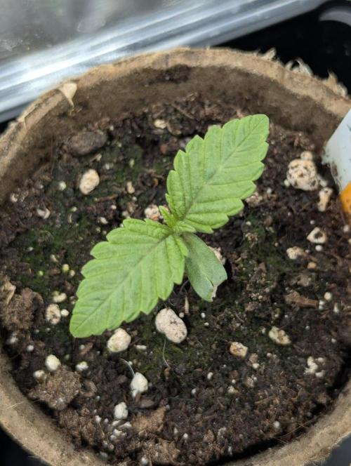 Gary Patron - Nine Weeks Harvest. Week 1