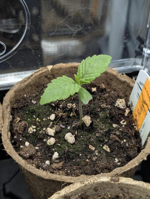 Gary Patron - Nine Weeks Harvest. Week 1
