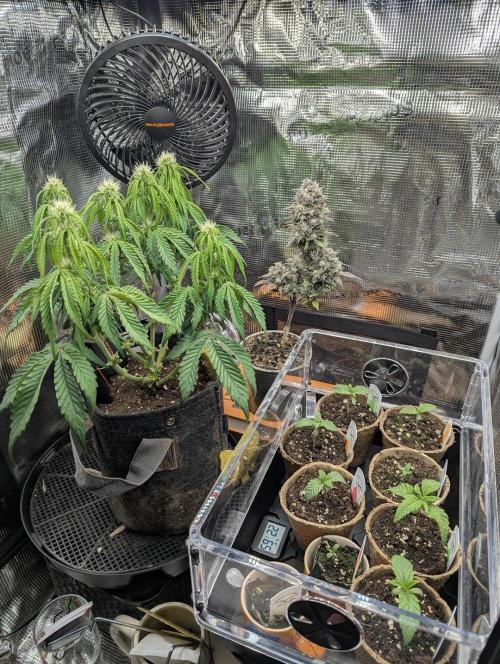 Gary Patron - Nine Weeks Harvest. Week 1