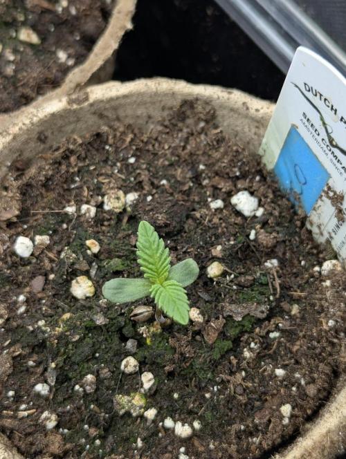 Monaco - Nine Weeks Harvest. Week 0