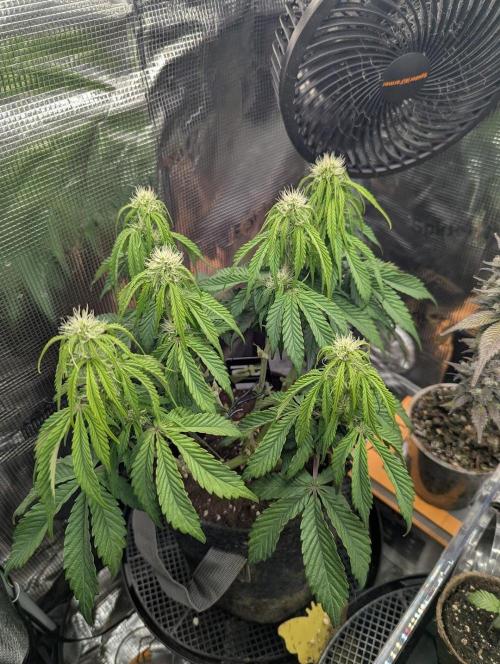 AlienZ Automatic - Greenhouse Seed Co.. Week 6