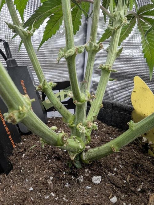 AlienZ Automatic - Greenhouse Seed Co.. Week 6