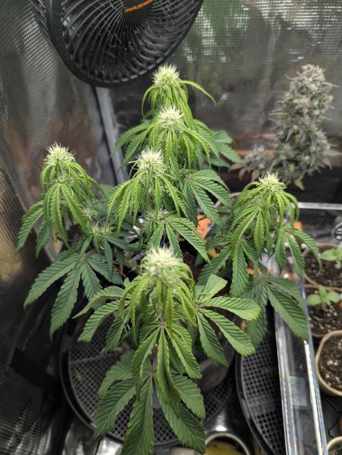 AlienZ Automatic - Greenhouse Seed Co.. Week 6