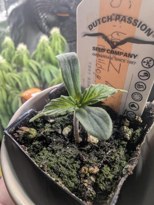 TB SkittleZ Auto - Bulldog Seeds. Week 0
