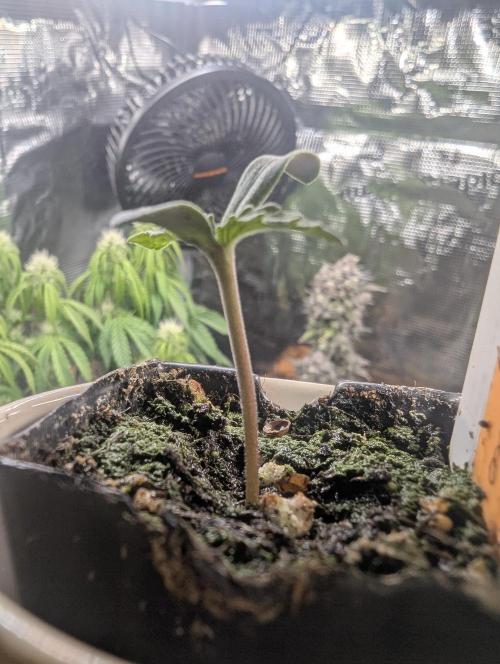 TB SkittleZ Auto - Bulldog Seeds. Week 0