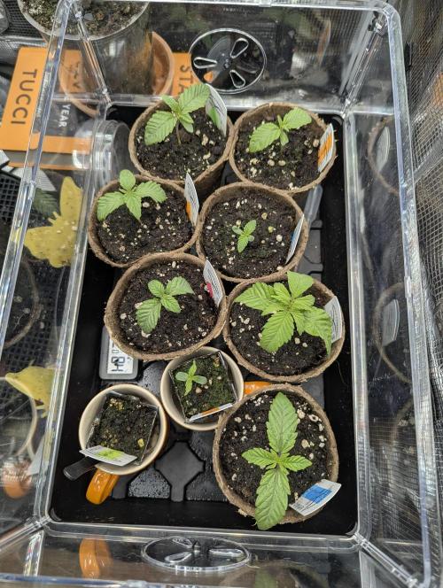 TB SkittleZ Auto - Bulldog Seeds. Week 0
