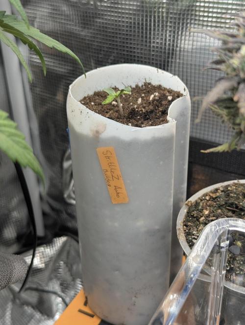 TB SkittleZ Auto - Bulldog Seeds. Week 0