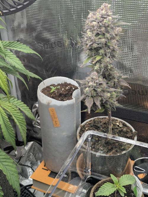 TB SkittleZ Auto - Bulldog Seeds. Week 0
