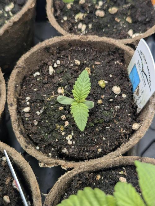 Monaco - Nine Weeks Harvest. Week 1