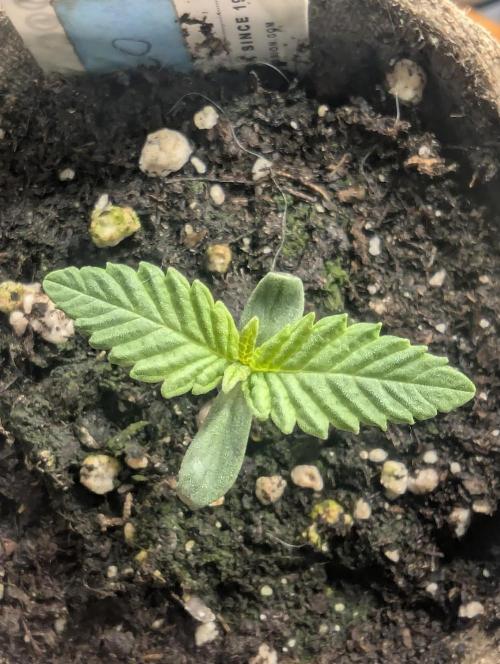 Monaco - Nine Weeks Harvest. Week 1
