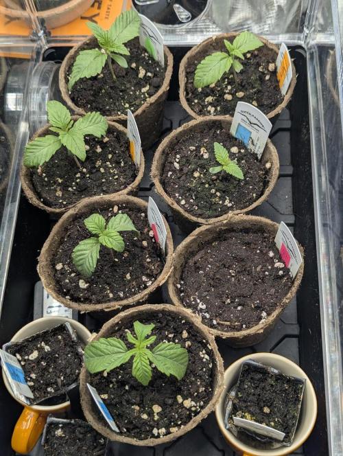 Monaco - Nine Weeks Harvest. Week 1