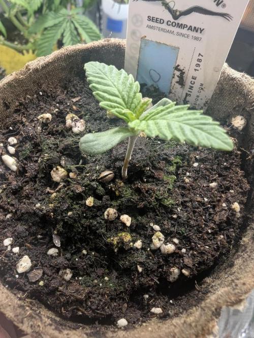 Monaco - Nine Weeks Harvest. Week 1
