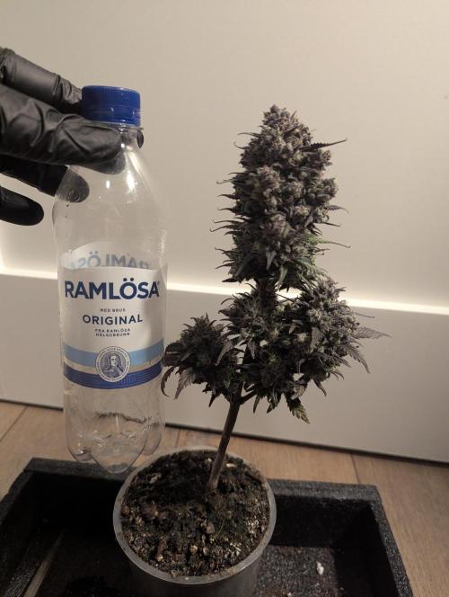 Strawberry Gorilla Auto - FastBuds. Week 11