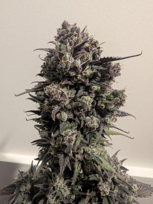Strawberry Gorilla Auto - FastBuds. Week 11