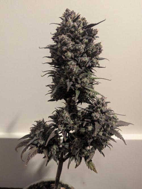Strawberry Gorilla Auto - FastBuds. Week 11