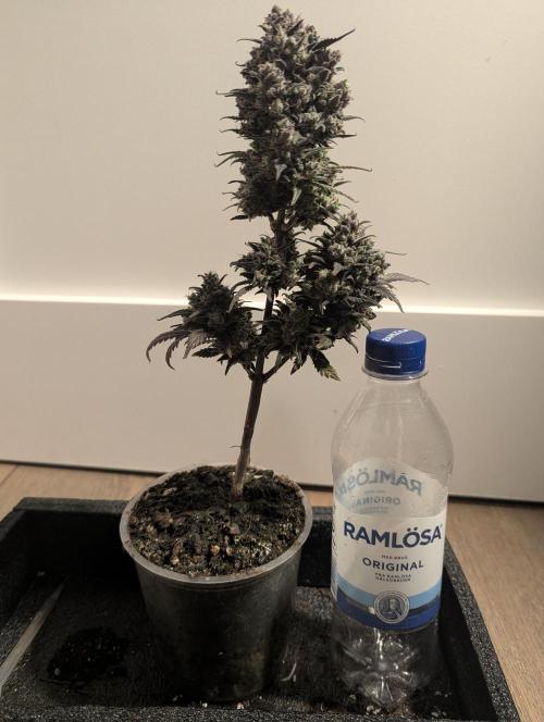 Strawberry Gorilla Auto - FastBuds. Week 11