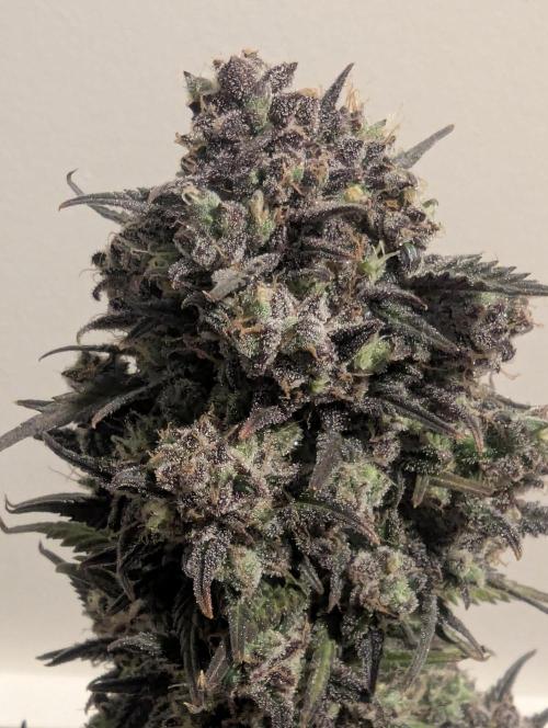 Strawberry Gorilla Auto - FastBuds. Week 11