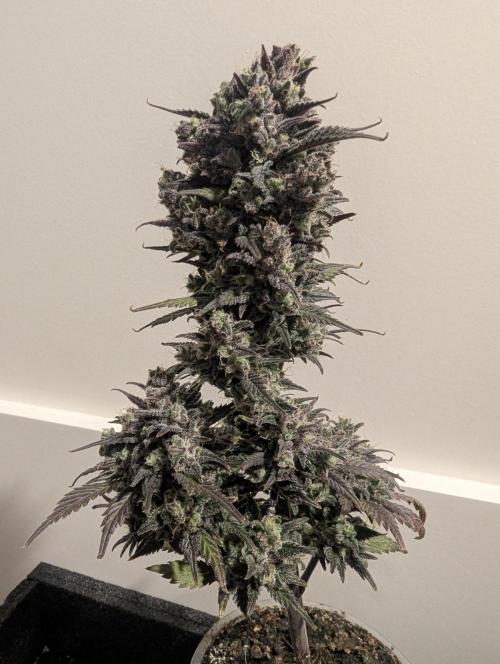 Strawberry Gorilla Auto - FastBuds. Week 11