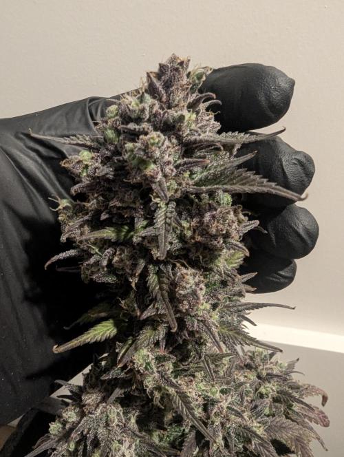 Strawberry Gorilla Auto - FastBuds. Week 11