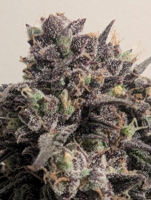 Strawberry Gorilla Auto - FastBuds. Week 11