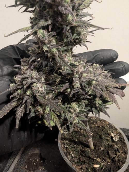 Strawberry Gorilla Auto - FastBuds. Week 11