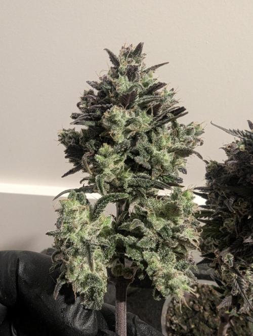 Strawberry Gorilla Auto - FastBuds. Week 11