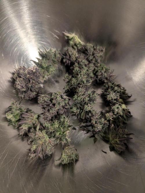 Strawberry Gorilla Auto - FastBuds. Week 11