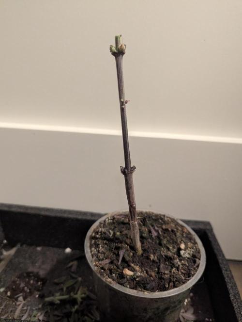 Strawberry Gorilla Auto - FastBuds. Week 11