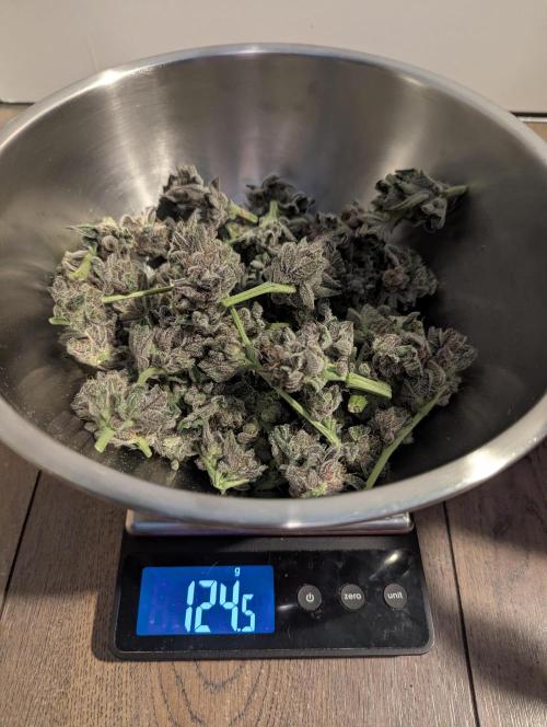 RS11 x Banana OG - Barney's Farm. Week 14