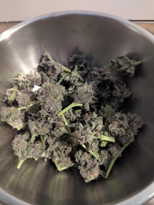 RS11 x Banana OG - Barney's Farm. Week 14