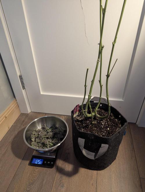 RS11 x Banana OG - Barney's Farm. Week 14