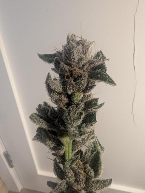 RS11 x Banana OG - Barney's Farm. Week 14