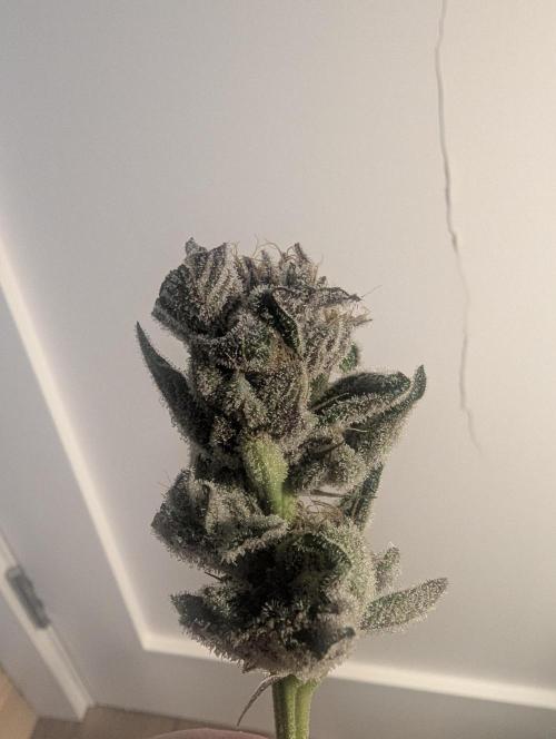 RS11 x Banana OG - Barney's Farm. Week 14