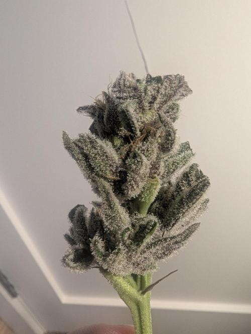 RS11 x Banana OG - Barney's Farm. Week 14