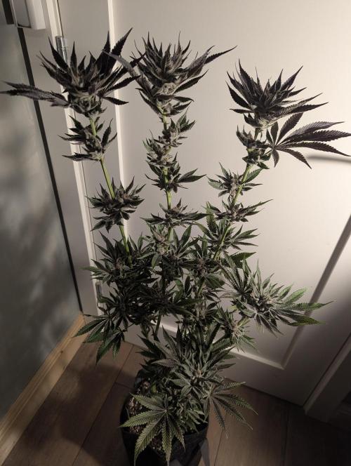 RS11 x Banana OG - Barney's Farm. Week 14
