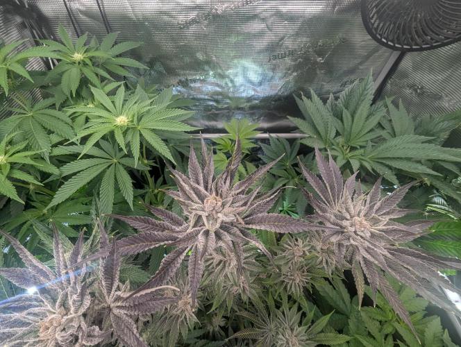 RS11 x Banana OG - Barney's Farm. Week 14