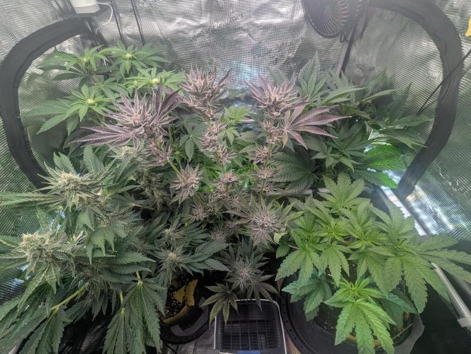 RS11 x Banana OG - Barney's Farm. Week 14